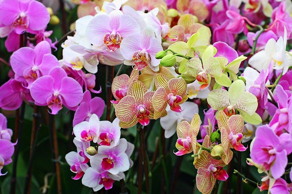 Nằm mơ thấy hoa lan là số mấy? Ý nghĩa giấc mơ thấy hoa lan